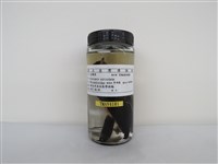 藏品(赤腰燕)的圖片